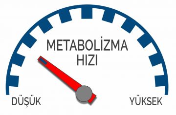bazal metabolizma hızı